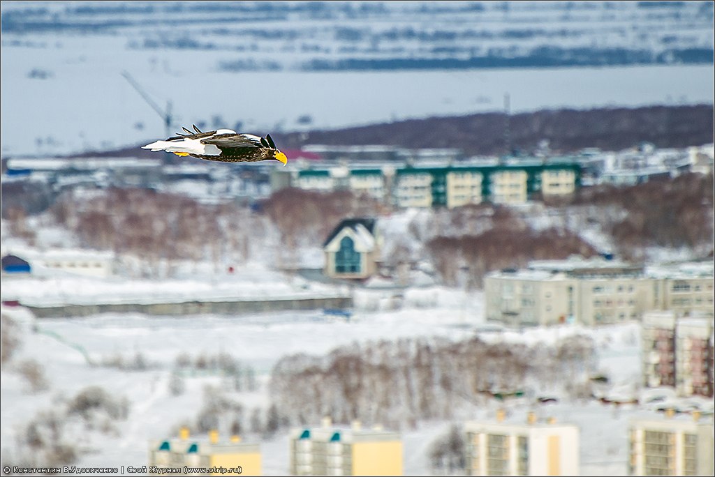 Петропавловск-Камчатский (08-09.03.2014) 122_6127s.jpg